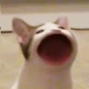 Meet your Posher, Lena